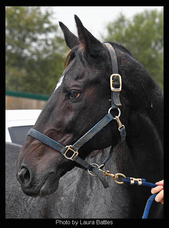 Cozmic One, the first foal of Zenyatta is our first horse featured in the 2026 "Hats Off to the Horses" of Old Friends!