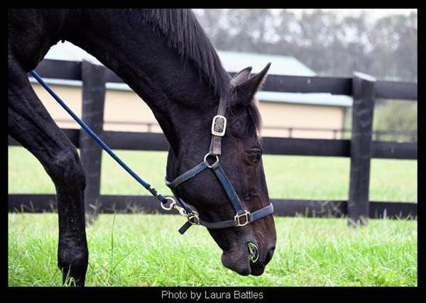 Cozmic One, Zenyatta's first born, now enjoys his forever home at Old Friends in Kentucky.