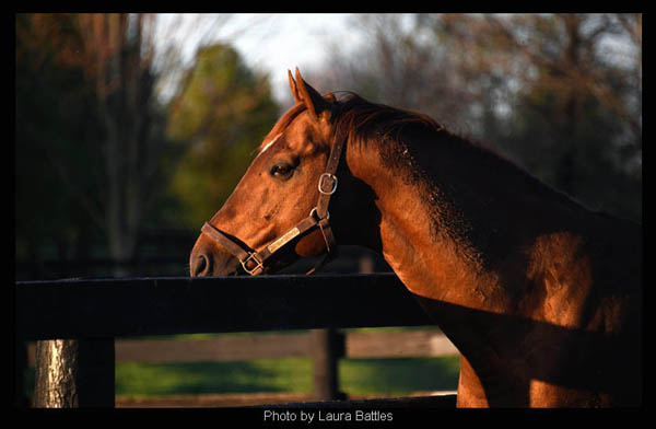 2012 Kentucky Derby and Preakness winner, I'll Have Another retired to Old Friends in Kentucky. Photo Laura Battles.