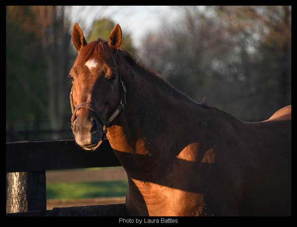 I'll Have Another, racehorse. Photo ~ Laura Battles.