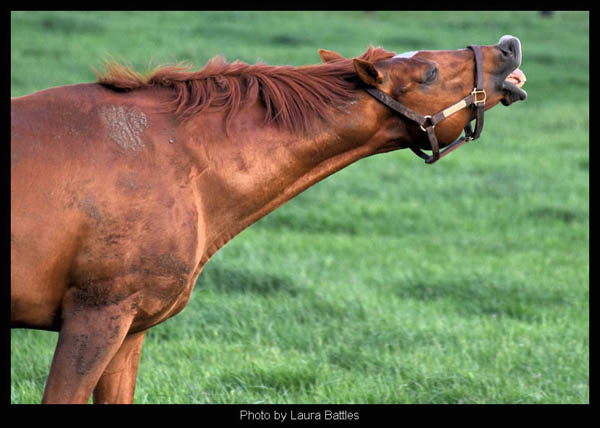 Old Friends retiree, I'll Have Another