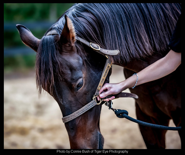 A Shin Forward at Old Friends at Cabin Creek